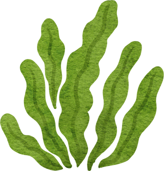 green algae watercolor